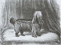 picture of the First Yorkshire Terrier Show Dog In the 1800's